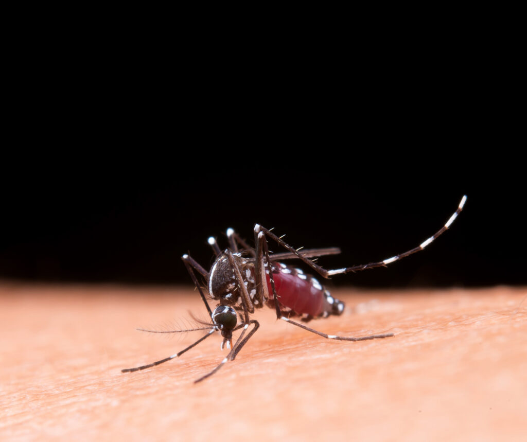 Symptoms, Causes, and Precautions of Dengue